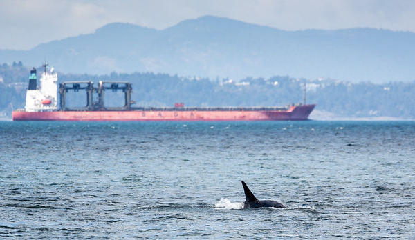 Orca and ship near San Juan Island in northwest Washington state.